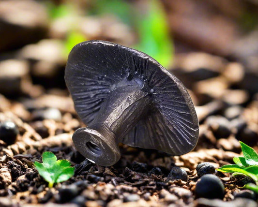 Fairy Cap Toadstool Knob