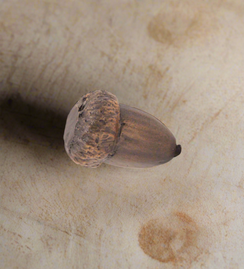 Acorns
