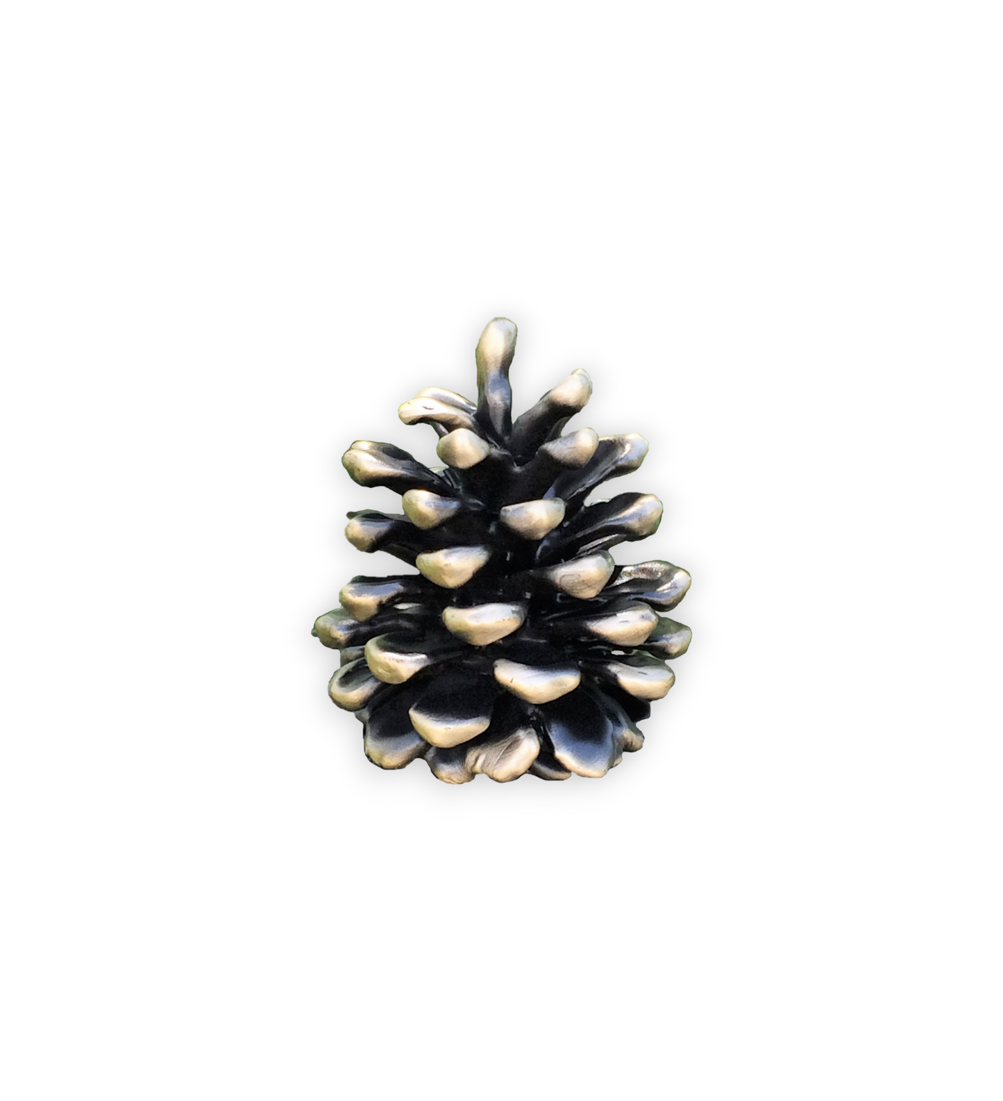 Ponderosa Cone | Medium