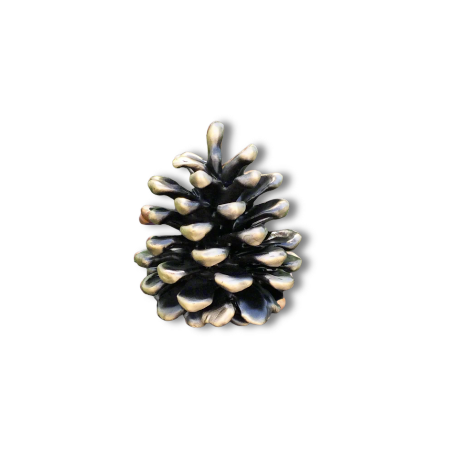 Ponderosa Cone | Medium