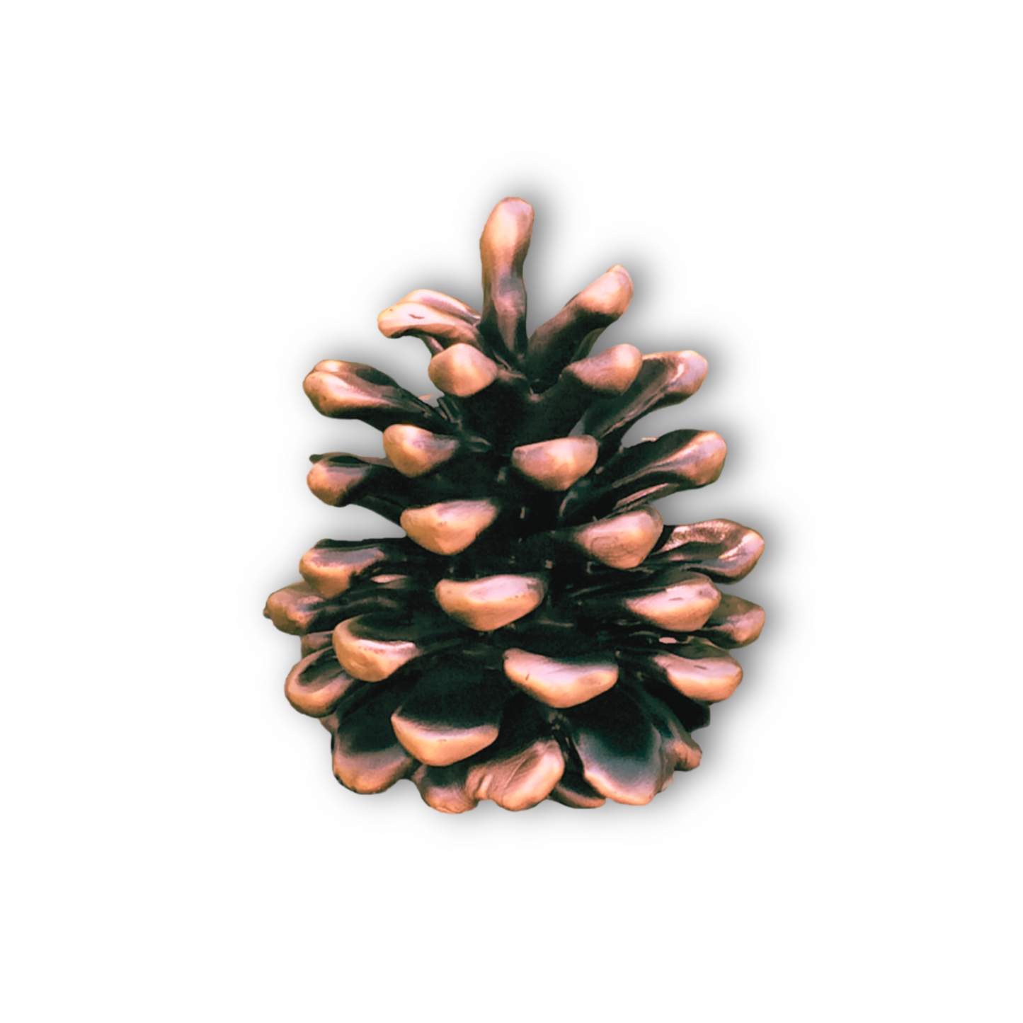 Ponderosa Cone | Medium