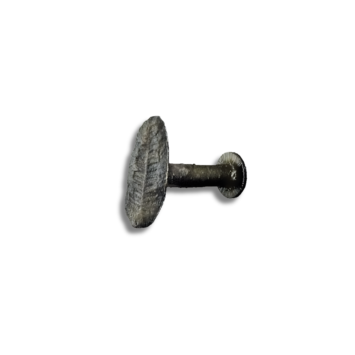 Fern Fossil Hook