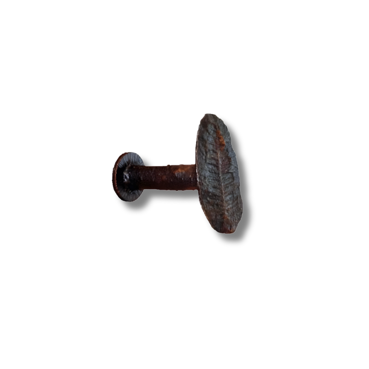 Fern Fossil Hook
