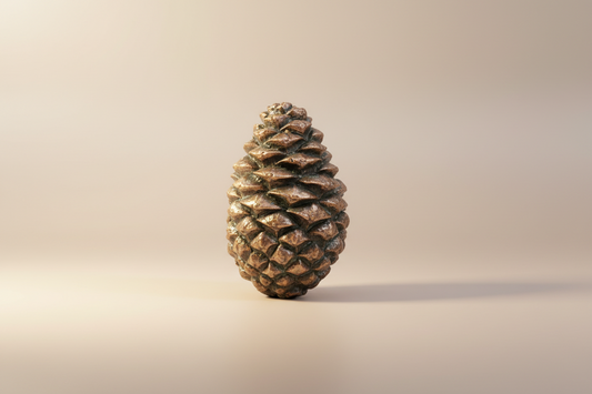 Lodgepole Closed Pinecone | Small - Large
