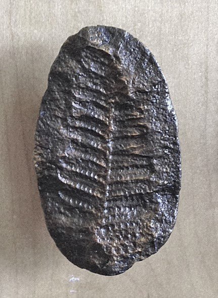 Fern Fossil Cabinet Knob