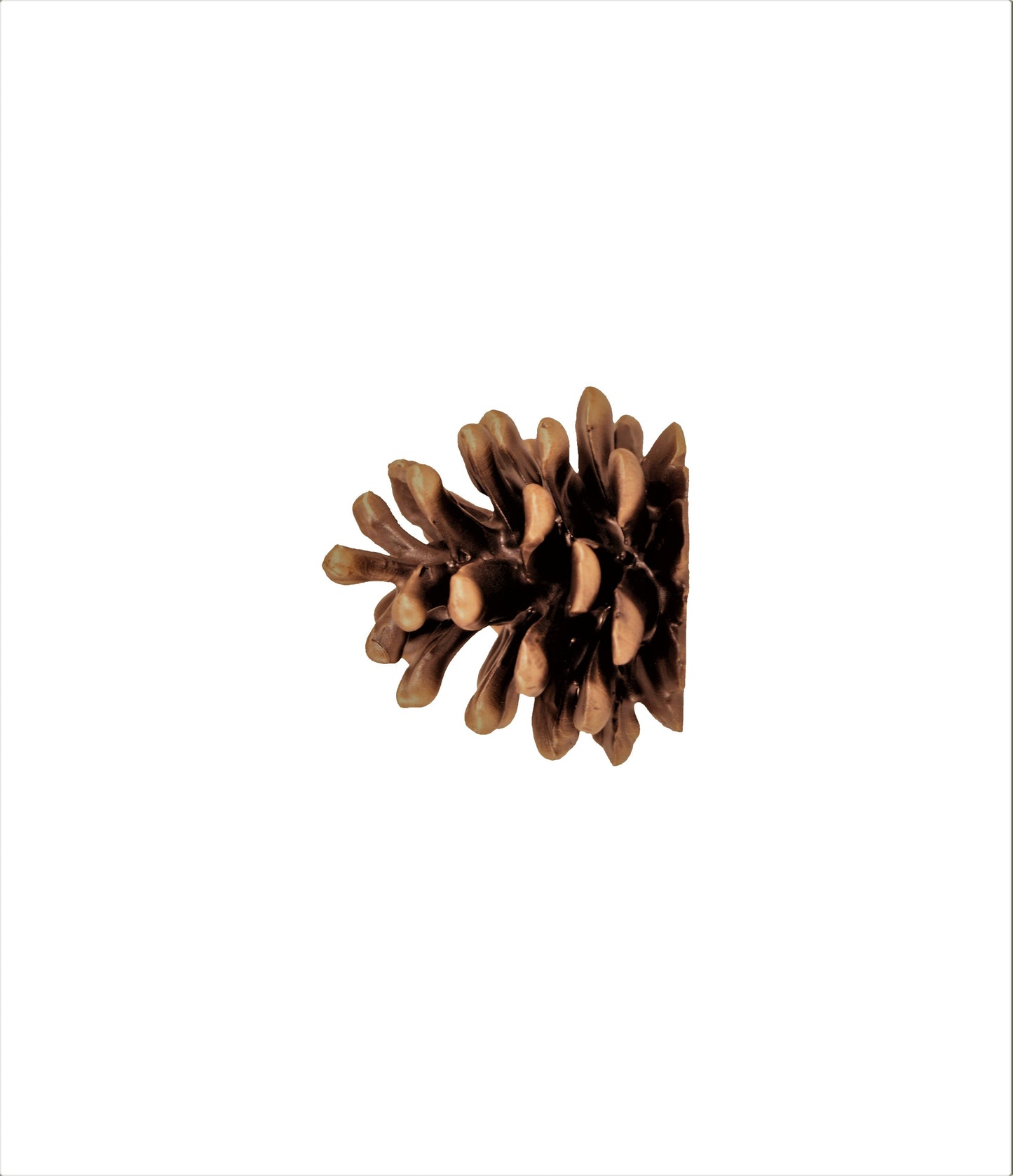 Lodgepole Pinecone Horizontal Knob | Large
