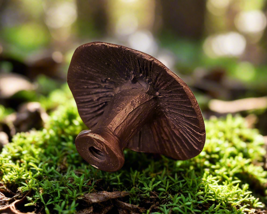 Fairy Cap Toadstool Knob