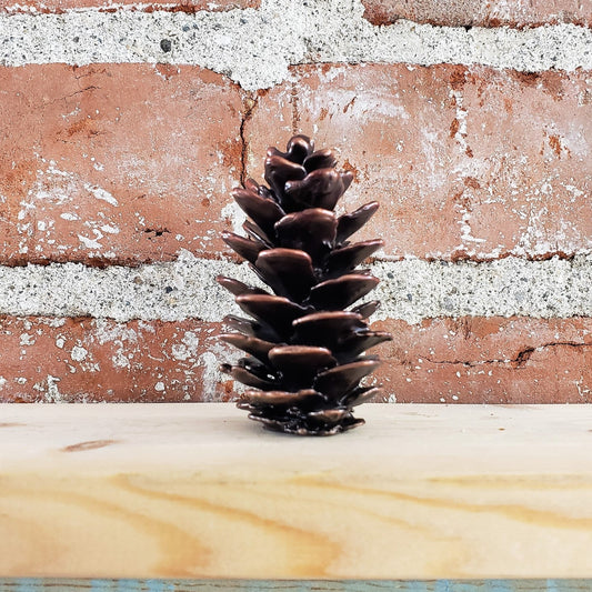 Fir Cone
