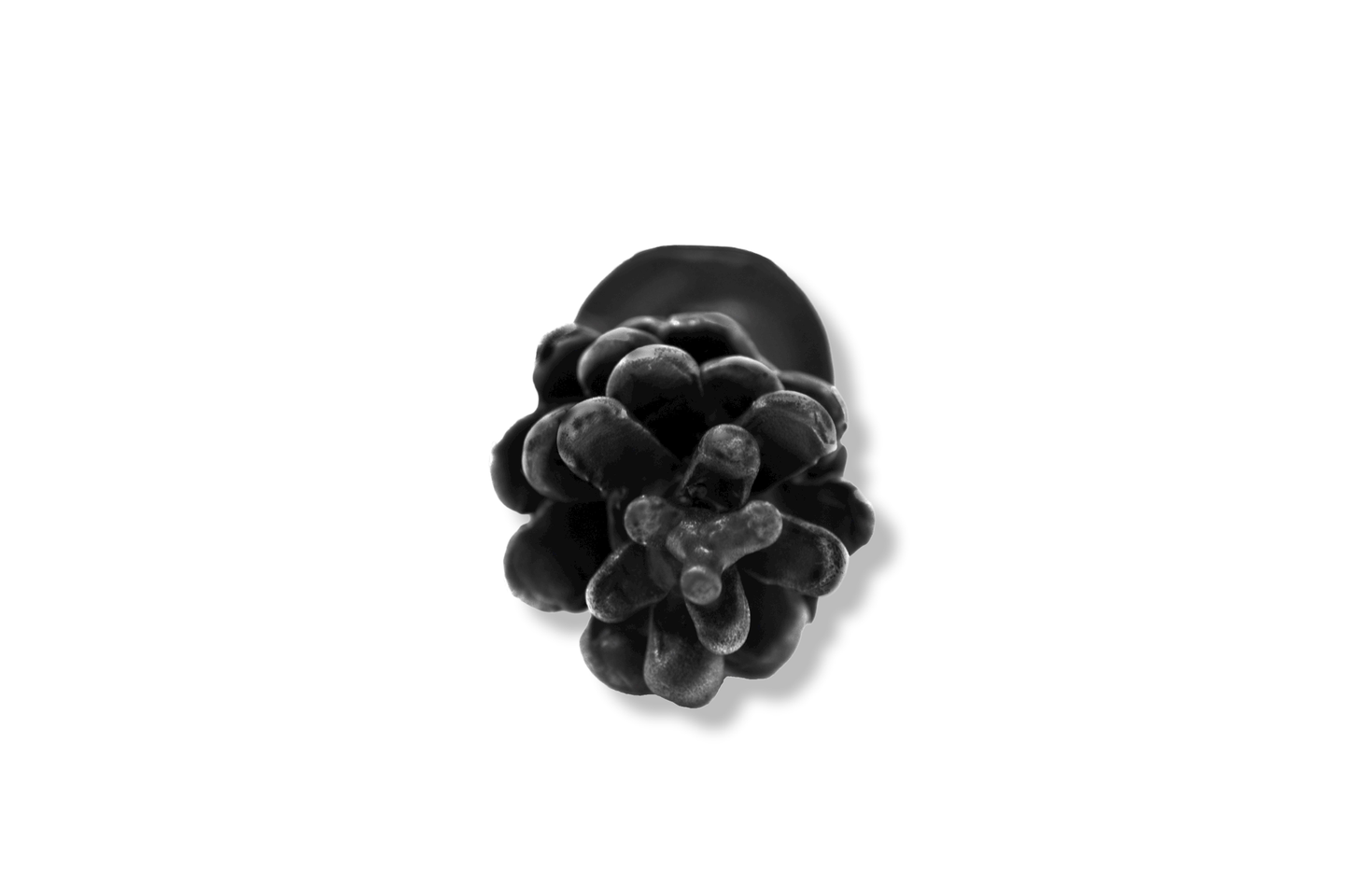 Lodgepole Pinecone Hook