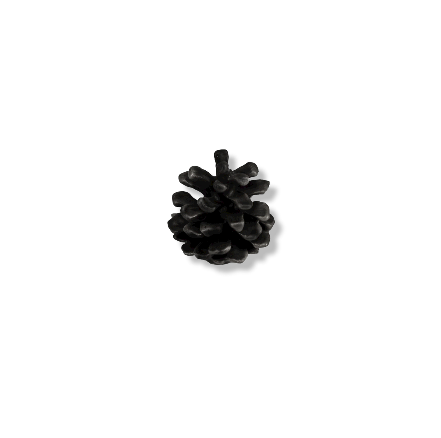 Knoppy-Lodgepole Cone