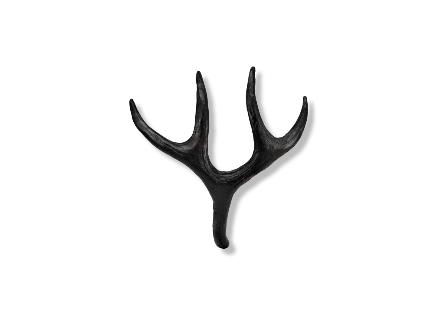 Mule Deer Antler Pull