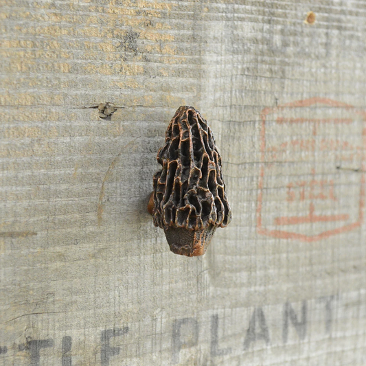 Morel Mushroom Knob (3) | Timber Bronze | Oregon