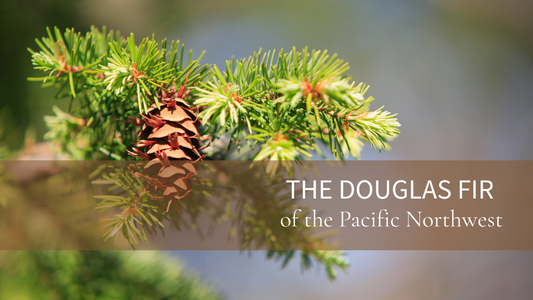 The Legendary Douglas Fir: A Pacific Northwest Icon