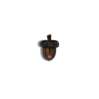 Acorns | Small-Large