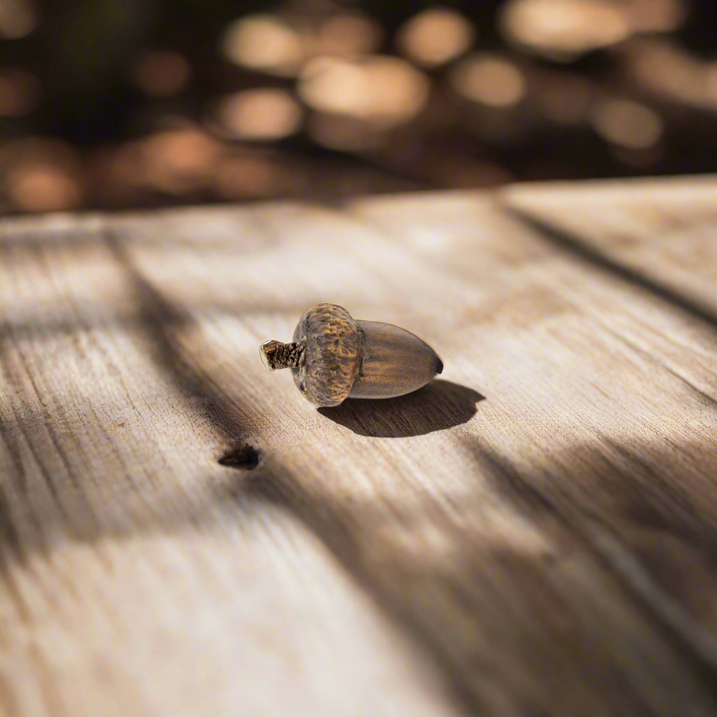 Acorns | Small-Large