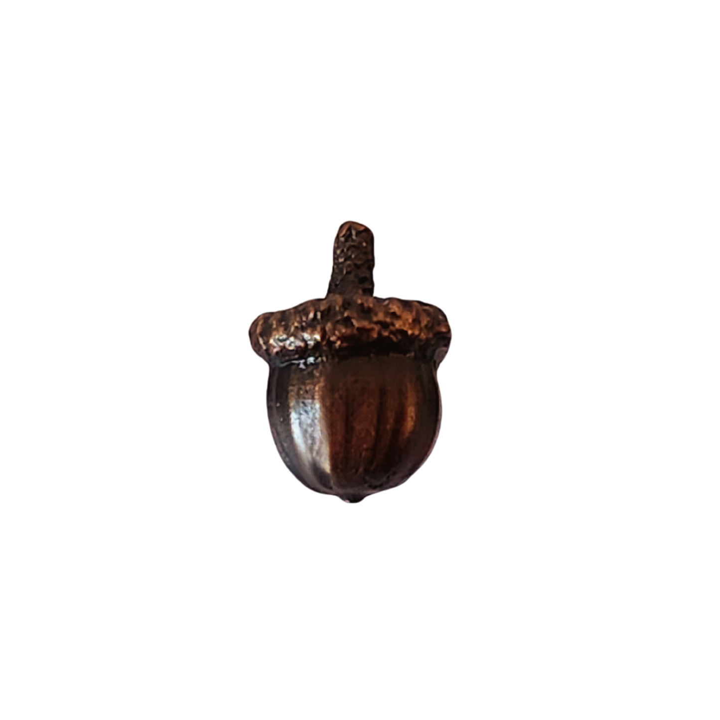 Acorns | Small-Large