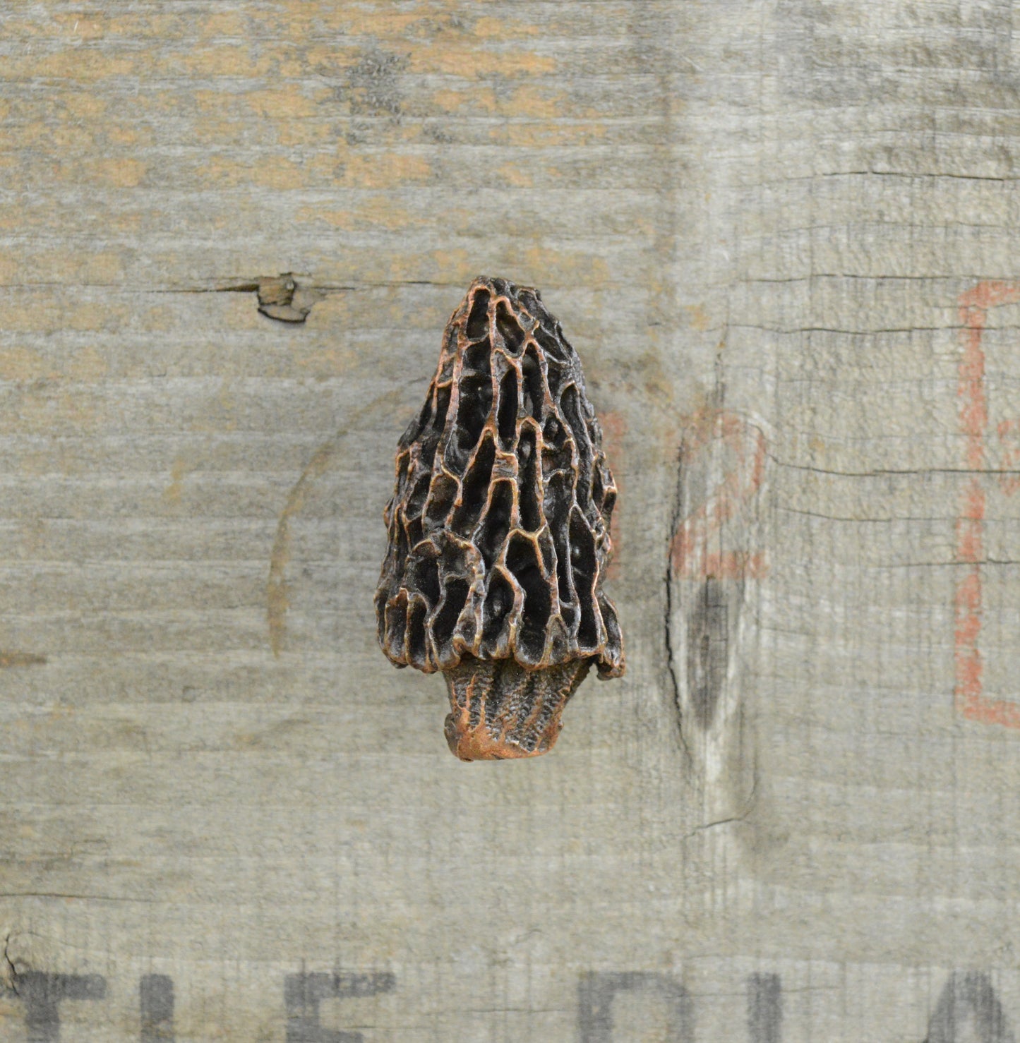 Morel Mushroom Knob - Traditional | Timber Bronze | Oregon