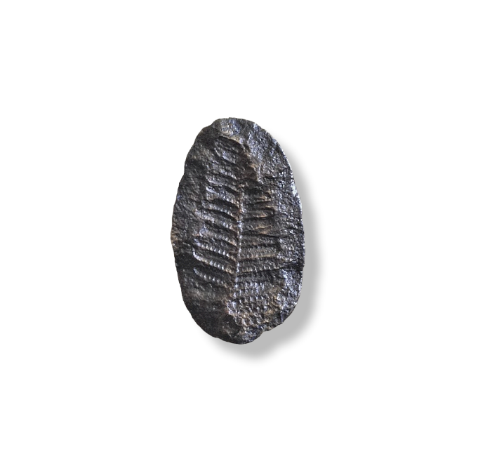 Our Fern Fossil Knob was found in nature and captured in solid bronze. It has the irregular shape and texture of the original stone, including the imprint of the Fern Leaf.