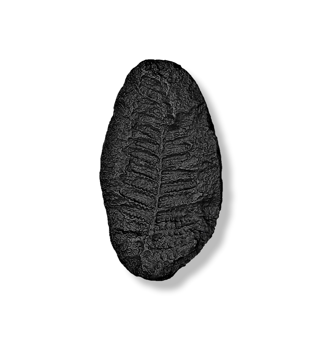 Our Fern Fossil Knob was found in nature and captured in solid bronze. It has the irregular shape and texture of the original stone, including the imprint of the Fern Leaf.