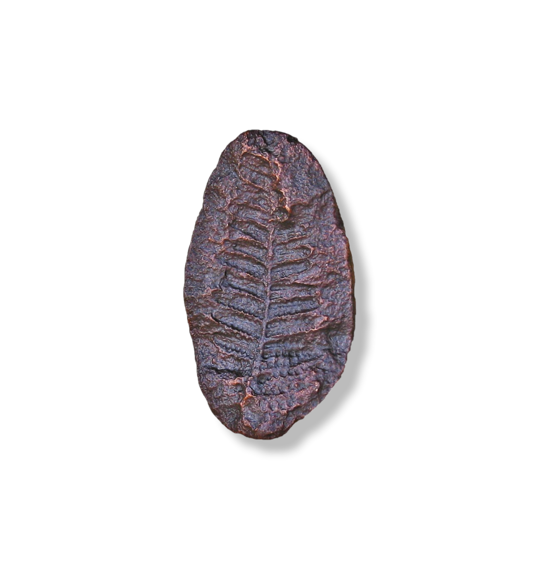 Our Fern Fossil Knob was found in nature and captured in solid bronze.  It has the irregular shape and texture of the original stone, including the imprint of the Fern Leaf. 