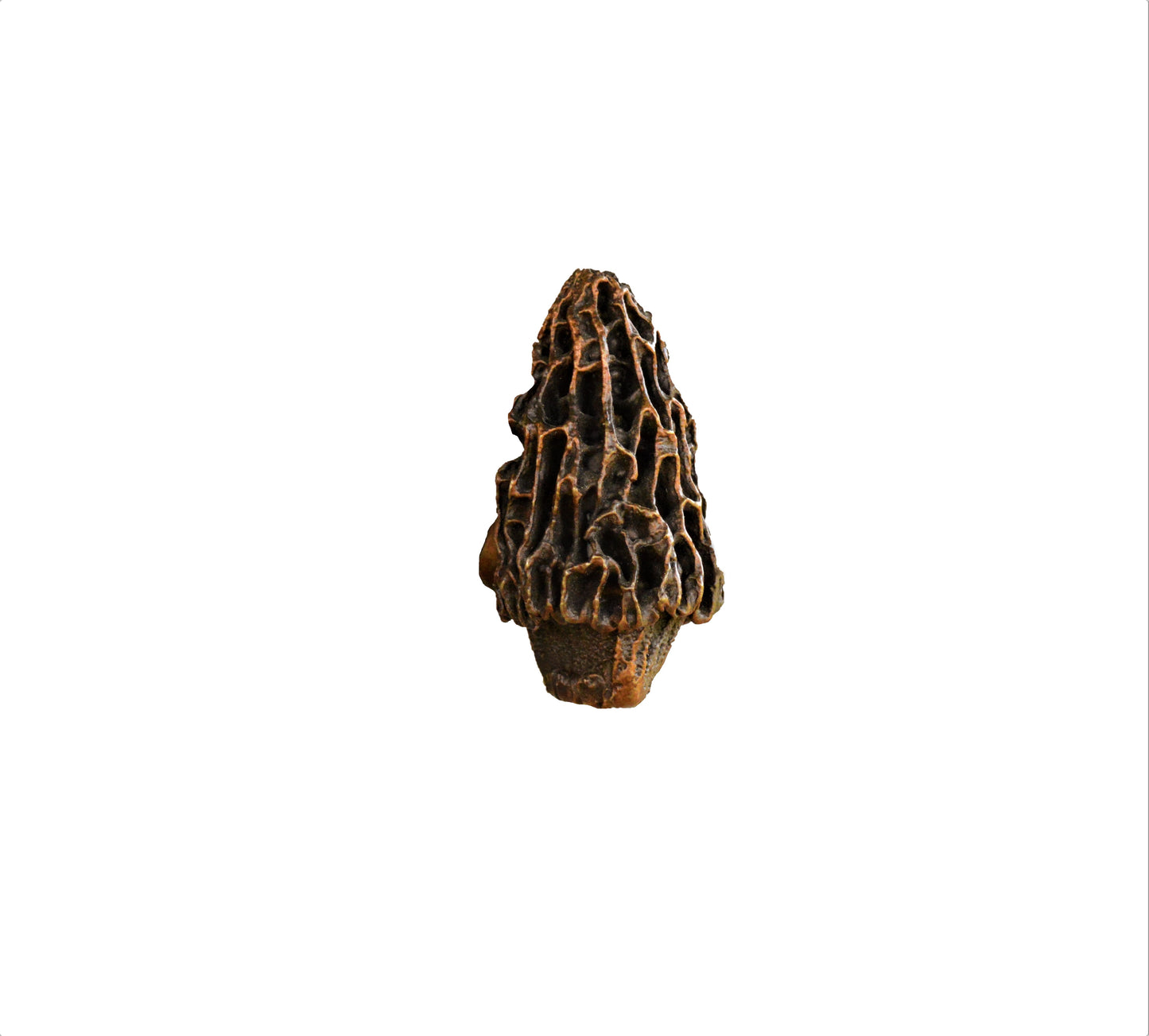 Morel Mushroom Knob | Timber Bronze | Oregon