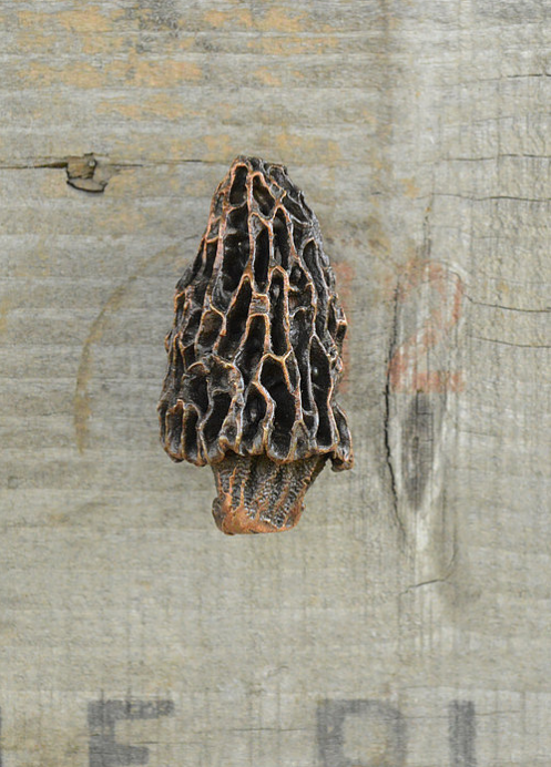 Morel Mushroom Knob (2) | Timber Bronze | Oregon